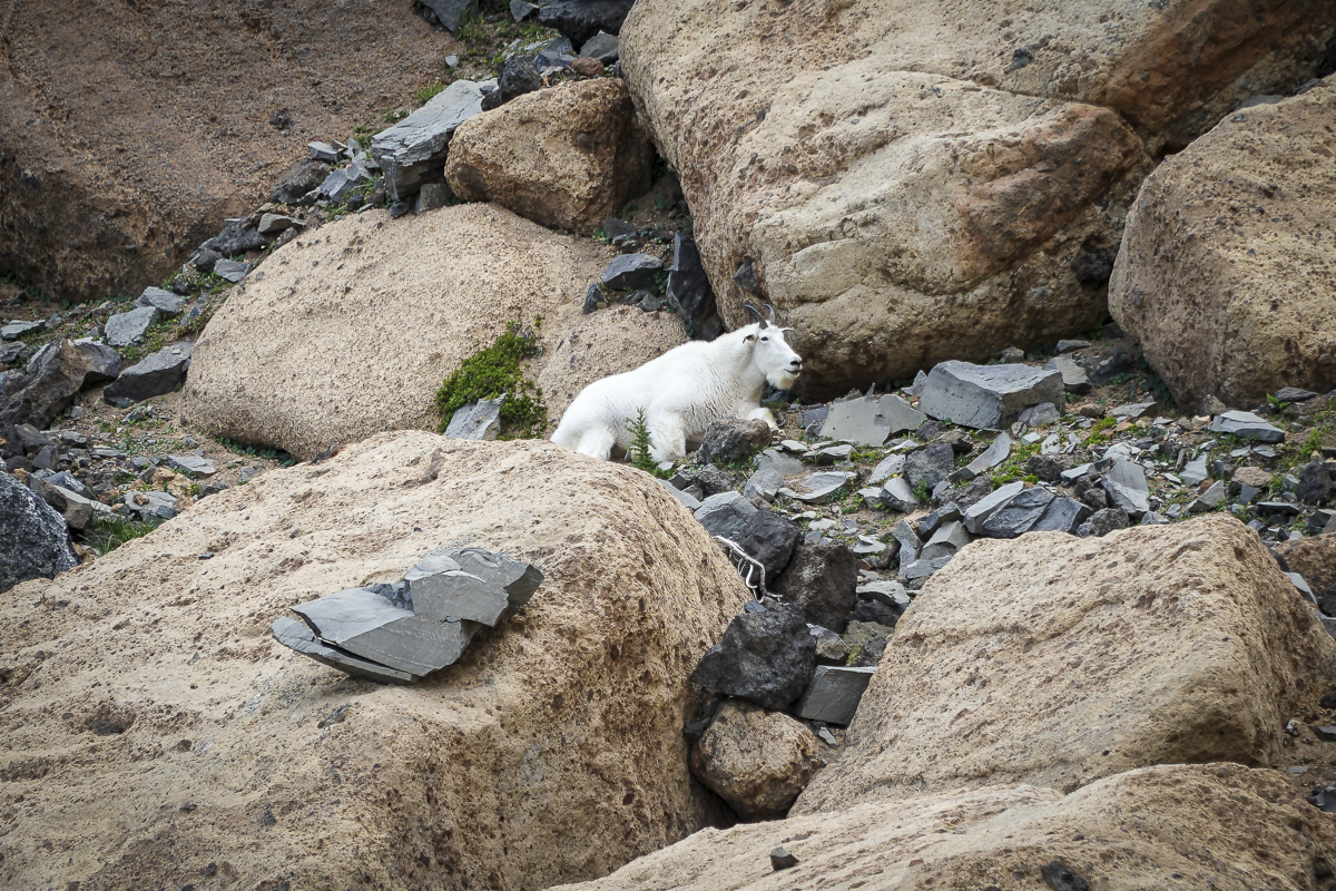 Three Fingered Jack Goat